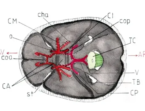 Circulation artérielle de l’encéphale